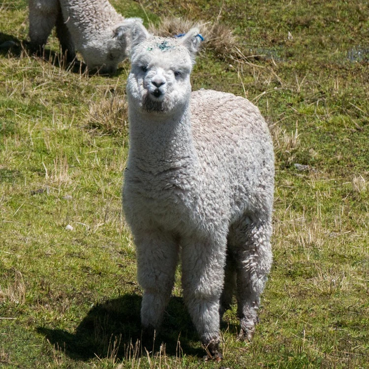 Alpaca Compression Socks